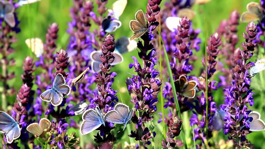 草地花朵上的美丽的蝴蝶视频