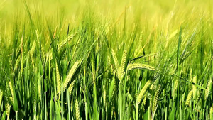 绿色的小麦20秒视频