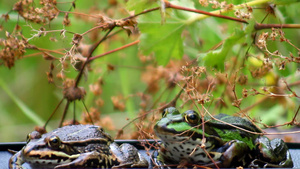 两只青蛙在沼泽里16秒视频