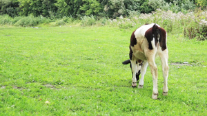 小牛在吃草9秒视频