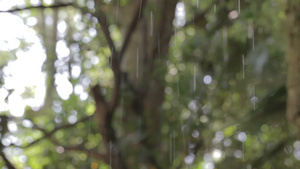 夏季户外树林里的雨滴29秒视频