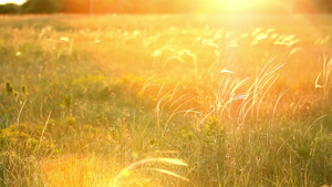金色夕阳照射下的草坪20秒视频