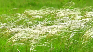 美丽的草原21秒视频