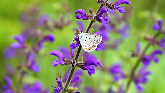 蝴蝶停留在一株紫色花朵上[停驻]视频