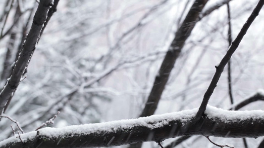 冬季降雪时的森林视频