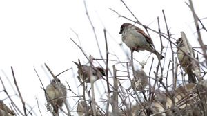 一群麻雀坐在光秃秃的灌木丛上17秒视频