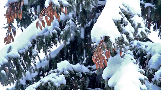 松林中的冬季降雪视频