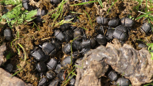 土壤中的甲虫23秒视频