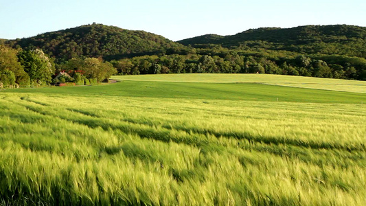 微风吹拂着匈牙利美丽的谷物地视频