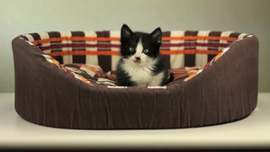 篮子里的一只猫11秒视频