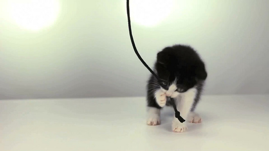 小猫咬绳子视频