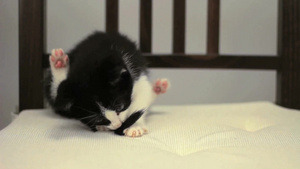 小猫在舔尾巴11秒视频