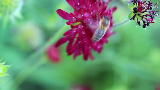 蜜蜂在紫色花朵上采蜜视频