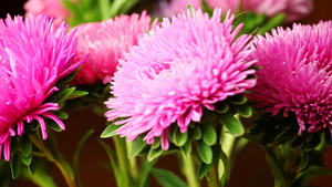 美丽的蓬松粉红色菊花在风中摇曳10秒视频