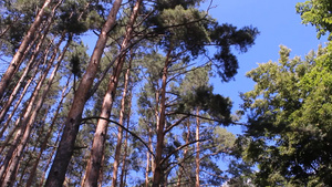 树林里高大的松树树梢12秒视频