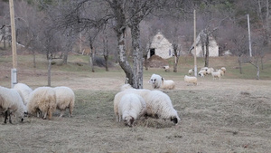 草地上有很多羊9秒视频