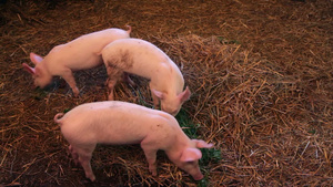 在猪圈里的吃青菜的小猪29秒视频