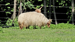 两只美丽的匈牙利羊23秒视频