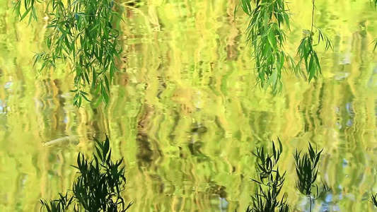 河水里柳树的倒影视频