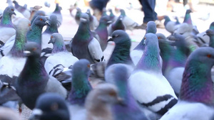 农场里的一大群鸽子在咕咕地叫着走来走去到处觅食17秒视频