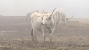 在冬天匈牙利灰牛在牧场吃着干草22秒视频