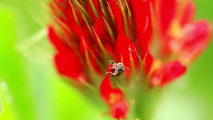 深红色花朵上有虫子29秒视频