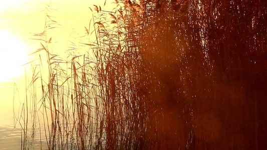 匈牙利苏瑞斯的湖面上美丽的日出视频