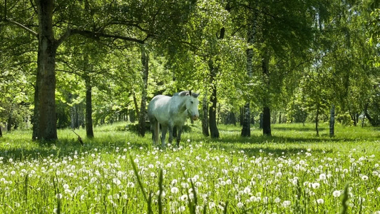 树林里的草地上的白马视频