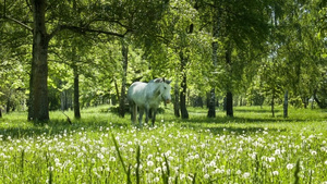 树林里的草地上的白马14秒视频