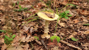 秋天森林里的落叶堆里生长出一个蘑菇18秒视频