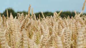 小麦在风中摆动12秒视频