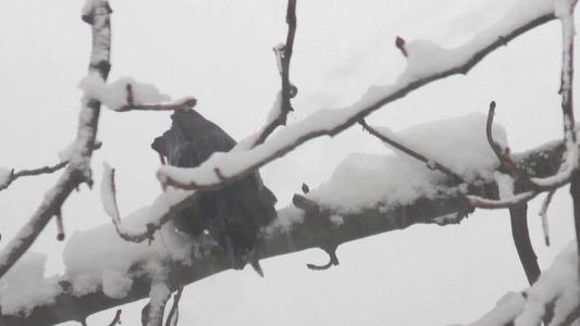 乌鸦坐在白雪覆盖的树枝上视频