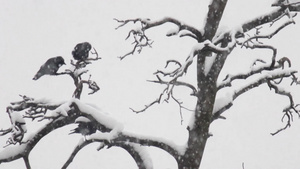 白雪覆盖的树枝上的乌鸦13秒视频