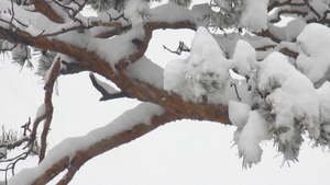 白雪覆盖的松树在落雪的背景上13秒视频