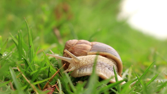 蜗牛在绿色的草地上视频