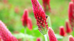 深红色的野花和蜜蜂18秒视频