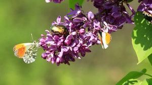 昆虫从丁香花丛中吮吸花蜜16秒视频