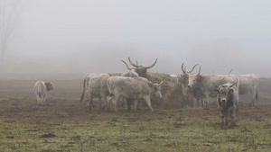 在冬天匈牙利灰牛在牧场上吃草23秒视频
