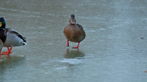 野鸭在冬天结冰的湖面上走着16秒视频