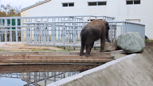 大象在水塘边移动视频