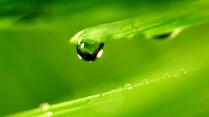水滴从草叶中掉落10秒视频