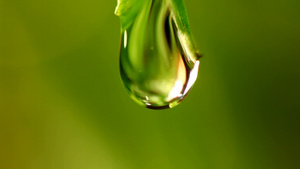 水滴从草叶特写中掉落10秒视频