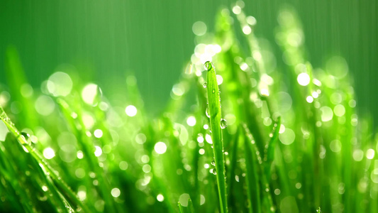 雨水打落在青绿色的小草上视频