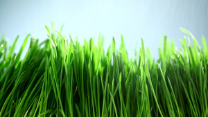 绿色的小草29秒视频