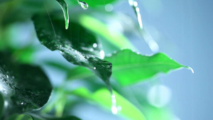 雨水滴落在绿叶上25秒视频