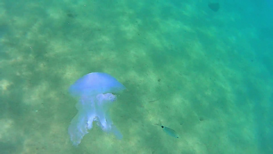 死亡的生物水母在蓝色的水里漂浮视频