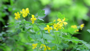田野中黄色的花朵25秒视频
