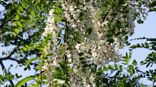 在阳光的照耀下绿色茂盛的槐树上挂满了白色槐树花视频
