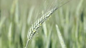 风中摇曳的绿色小麦26秒视频