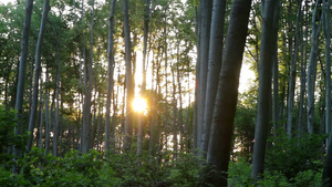 出升的阳光透过森林24秒视频
